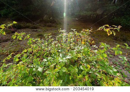 Bush with red and ripe blackberries in a forest along the road side