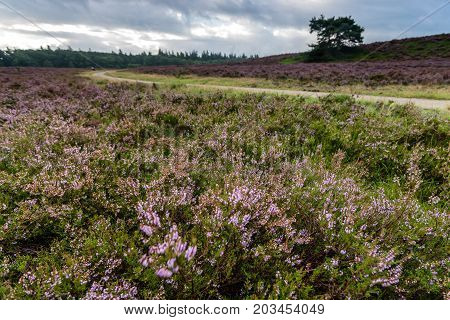 Sandpaths in a thriving pagan landscape full of purple blossoms. Typical Veluws landscape in Dutch natural areas