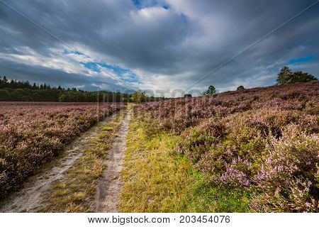 Sandpaths in a thriving pagan landscape full of purple blossoms. Typical Veluws landscape in Dutch natural areas