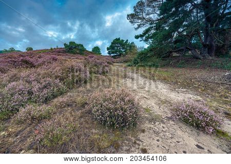 Purple flowering heaths and bushes on the Renderklippen near Epe Heerde on the Dutch Veluwe. The end of summer and the entrance of autumn.
