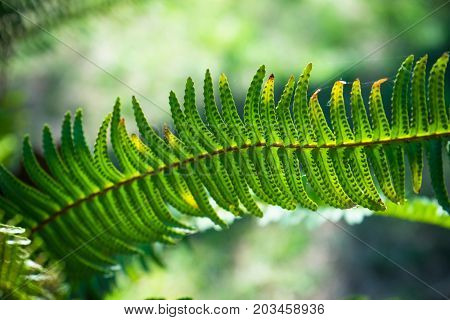 Nephrolepis Exaltata (the Sword Fern)