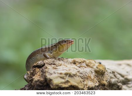 Close up of the upper body and head of a Skink Lizard on the forest floor walking over dead leaves and tree roots.