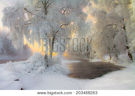 landscape photo of snowy birches from Kuhmo, Finland.