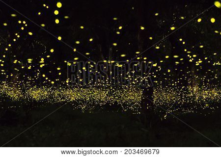 firefly flying at the forest in Thailand