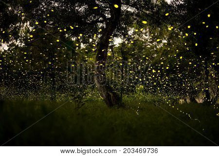 firefly flying at the forest in Thailand