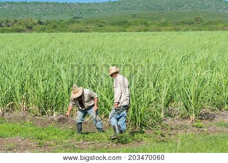 Santa Clara Cuba- June 21 2017:  Cuban field worker on his sugarcane field and working