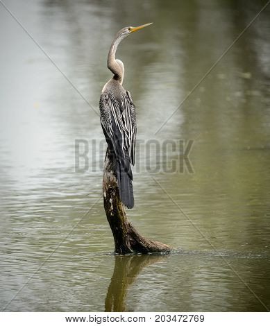Darter or snakebird sitting on a log surrounded by lake water, India.