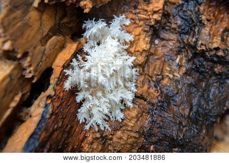 Close up coral spine fungus or Hericium coralloides on bark