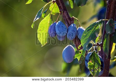 Close up branch of a wild plum tree with fruits on it