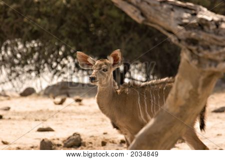 Kudu vitello