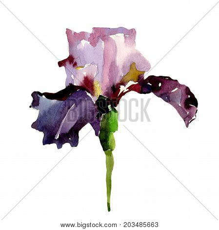 Wildflower iris flower in a watercolor style isolated. Full name of the plant: flower-de-luce. Aquarelle wild flower for background, texture, wrapper pattern, frame or border.
