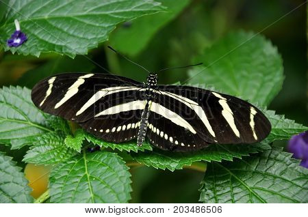 A Zebra longwing butterfly lands in the gardens for a visit.