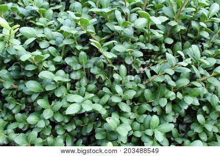 Untrimmed green boxwood leaves background, horizontal aspect