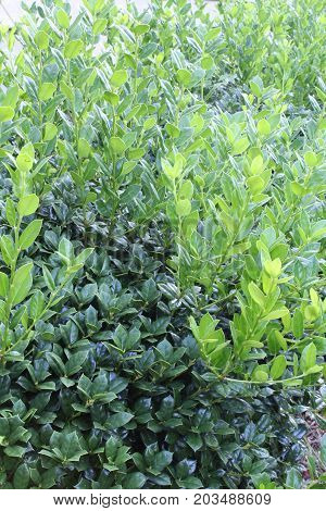 Vertical background of bushes showing old and new, untrimmed growth