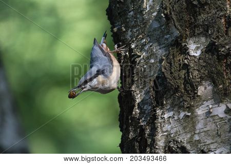 Nuthatch extracts food sitting on the side of the tree. Birds