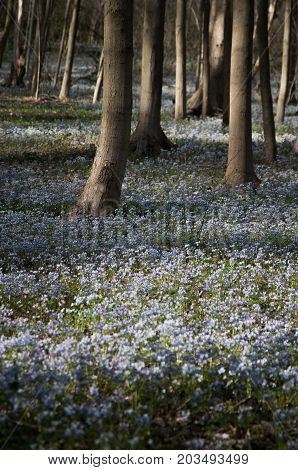 A springtime walk in the woods as the flowers start to bloom