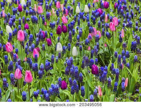 Upper view of a field of colorful flowers in a garden in spring. It is a combination of tulips and grape hyacinths.