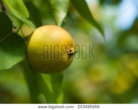 Green apple on a tree. Apple tree