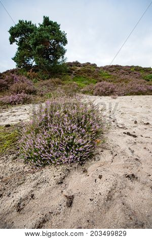 Purple flowering heaths and bushes on the Renderklippen near Epe Heerde on the Dutch Veluwe. The end of summer and the entrance of autumn.