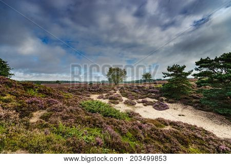Purple flowering heaths and bushes on the Renderklippen near Epe Heerde on the Dutch Veluwe. The end of summer and the entrance of autumn.