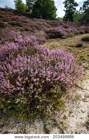 Purple flowering heaths and bushes on the Renderklippen near Epe Heerde on the Dutch Veluwe. The end of summer and the entrance of autumn.
