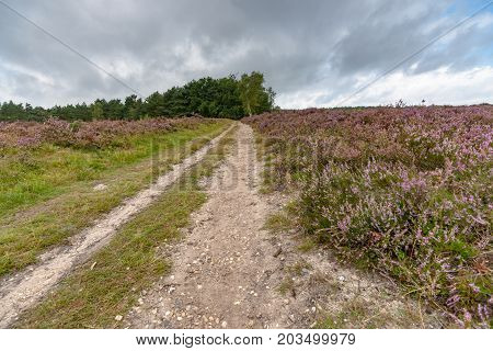 Sandpaths in a thriving pagan landscape full of purple blossoms. Typical Veluws landscape in Dutch natural areas
