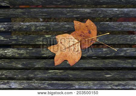 Autumn maple leaves of differents color on the bench in a park