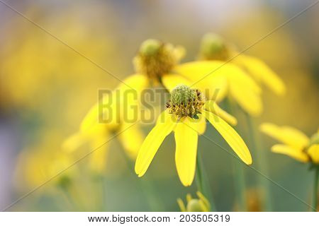 Japanese sunflower or Nitobe chrysanthemum with bloom in the garden.