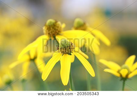 Japanese sunflower or Nitobe chrysanthemum with bloom in the garden.