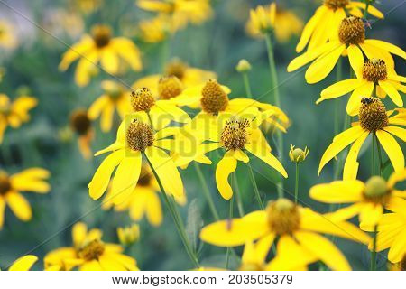 Japanese sunflower or Nitobe chrysanthemum with bloom in the garden.