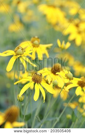 Japanese sunflower or Nitobe chrysanthemum with bloom in the garden.