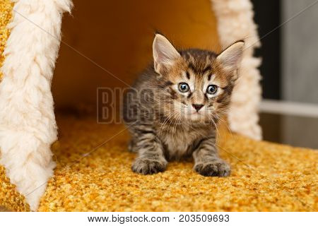 Lovely fluffy striped kitten. Pets. Hypoallergenic breed of cats