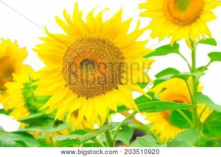 Sunflower isolated on white background with clipping path by Macro lens .