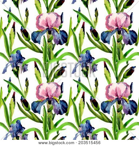 Wildflower iris flower pattern in a watercolor style. Full name of the plant: flower-de-luce. Aquarelle wild flower for background, texture, wrapper pattern, frame or border.
