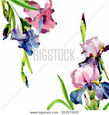 Wildflower iris flower frame in a watercolor style. Full name of the plant: flower-de-luce. Aquarelle wild flower for background, texture, wrapper pattern, frame or border.