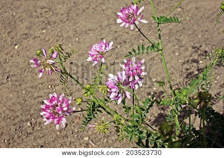 Securigera varia (synonym Coronilla varia) commonly known as crownvetch or purple crown vetch. Native to Africa Asia and Europe