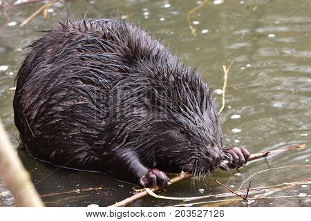 wildshot of european bever in non frozen part of pond in Otrokovice,Czech reoublic