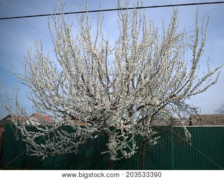 Cherry tree blooming at street in spring