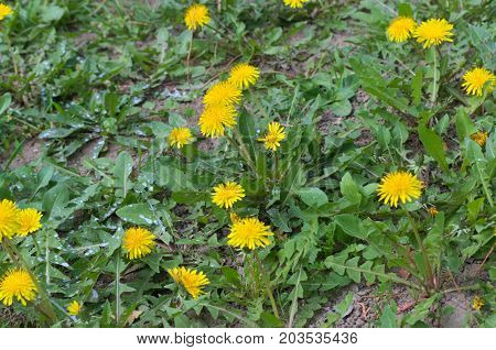 Dandelion flowering at meadow in spring time