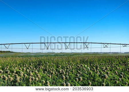 Green field with drip irrigation system hanging above it against blue sky