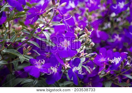 Rhodomyrtus tomentosa also known as rose myrtle