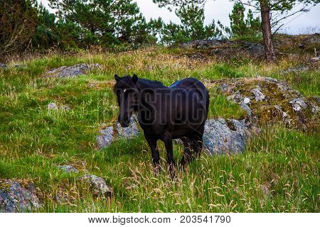 Wild black horse in mountain of norway