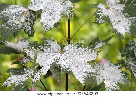 Powdery mildew on Norway Maple. Maple tree fungal disease