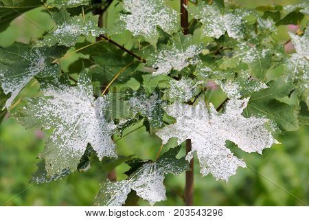 Powdery mildew on Norway Maple. Maple tree fungal disease
