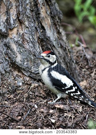 Woodpecker Sits Near Pine