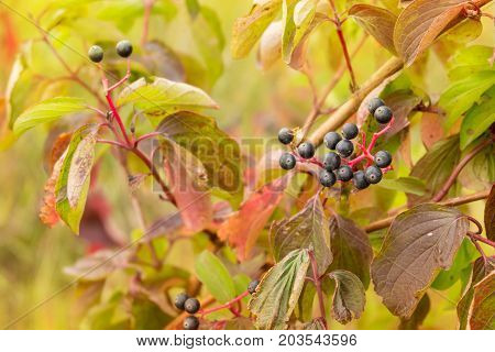 Bush With Black Wolf Berries Autumn Foliage On A Background Of Red Foliage With The Use Of Filters