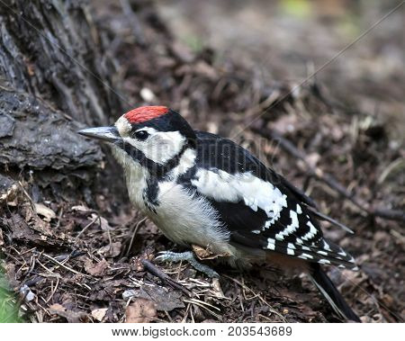 Woodpecker Sits Near Pine