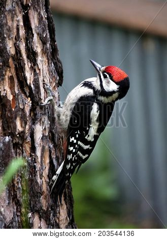 Woodpecker Sits On A Tree And Looking For Food