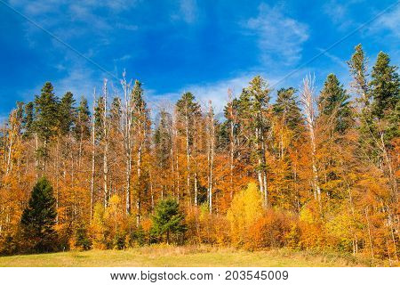 Beautiful colorful wood on lake Bajer, autumn landscape, Fuzine, Gorski kotar, Croatia