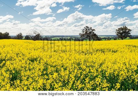 Field of golden canola crops north of Benalla in north-eastern Victoria Australia